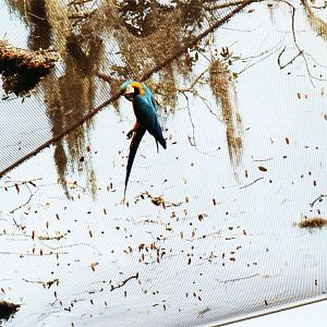 Blue & Gold Macaw