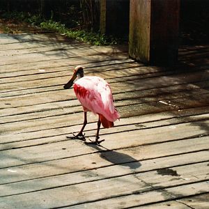 Roseate Spoonbill