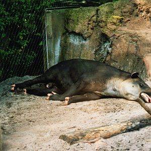Baird's Tapir