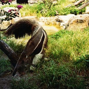 Giant Anteater