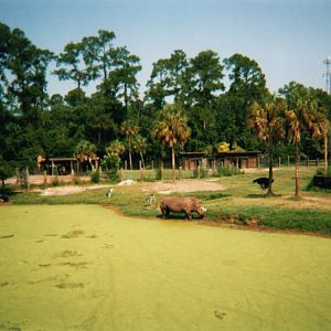 White Rhinoceros, Ostrich & Marabou Storks
