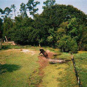 African Buffalo Charging