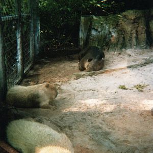Baird's Tapir & Capybaras
