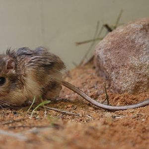 Merriam's Kangaroo Rat (Dipodomys merriami)