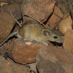 Common Rock Rat (Zyzomys argurus)
