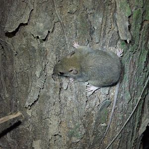 Cape York Melomys (Melomys capensis)