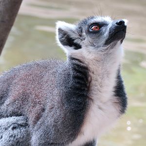 Ring-tailed Lemur at Kobe Animal Kingdom