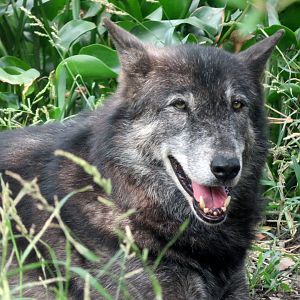 Wolf at Kobe Animal Kingdom