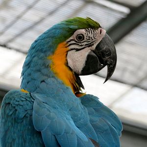 Macaw at Kobe Animal Kingdom