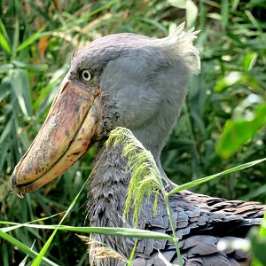 Shoebill Stork at Kobe Animal Kingdom