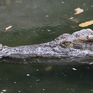 Crocodile