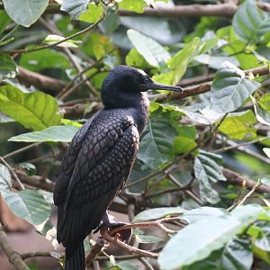 Indian cormorant