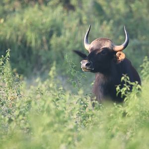 Gaur in Cat tien