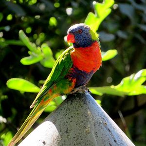 Rainbow Lorikeet at Melbourne Zoo