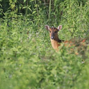 Muntjac in Cat tien