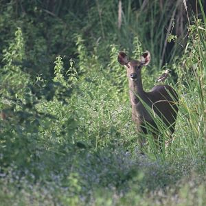 Sambar deer in Cat tien