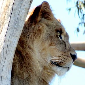 Lion at Melbourne Zoo