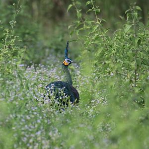 Green peafowl in Cat tien
