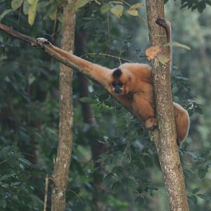 Golden-cheecked gibbon in Cat tien