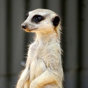 Meerkat at Wildlife HQ/Queensland Zoo