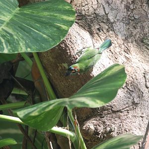 Blue-checked barbet in Cat tien