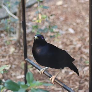 Male Satin Bowerbird (Ptilonorhynchus violaceus)