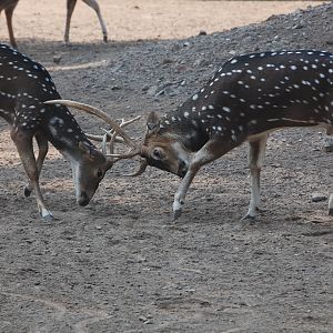 Chital sparring - Lahore zoo 17/11/2019