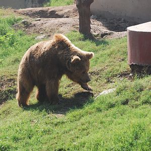 Himalayan brown bear - Lahore zoo 17/11/2019