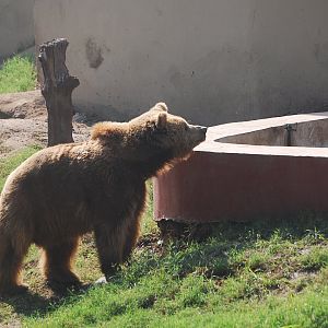 Himalayan brown bear - Lahore zoo 17/11/2019