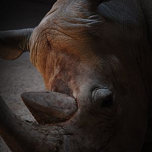 White rhinoceros - Lahore zoo 17/11/2019