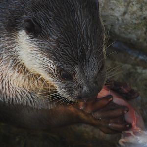 Smooth-coated otter feeding - Lahore zoo 17/11/2019