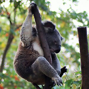 Koala (Phascolarctos cinereus)