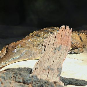 Freshwater Crocodile (Crocodylus johnstoni)