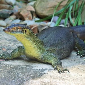 Merten's Water Monitor (Varanus mertensi)