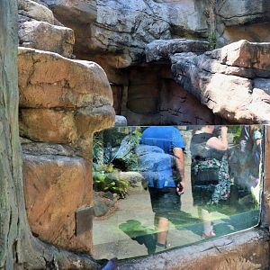 Merten's Water Monitor Enclosure