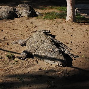 Mugger crocodiles - Lahore zoo 17/11/2019