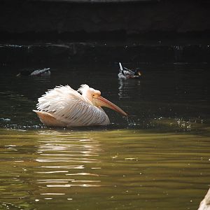 Great white pelican - Lahore zoo 17/11/2019