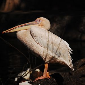 Great white pelican - Lahore zoo 17/11/2019
