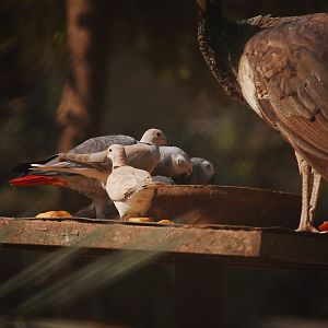 Walk-thru aviary feeding perch - Lahore zoo 17/11/2019