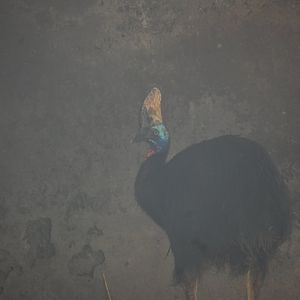 Southern cassowary - Lahore zoo 17/11/2019