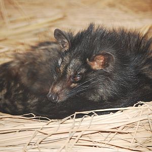 Indain palm civet - Lahore zoo 17/11/2019