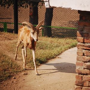 Punjab urial - Lahore zoo 17/11/2019