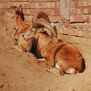 Punjab urial - Lahore zoo 17/11/2019
