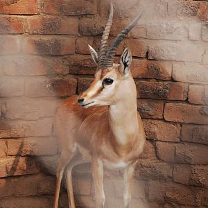 Chinkara  - Lahore zoo 17/11/2019