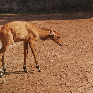 Nilgai calf - Lahore zoo 17/11/2019