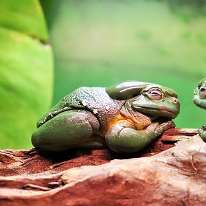 Magnificent Tree Frog (Litoria splendida)