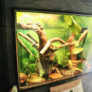 Magnificent Tree Frog Enclosure