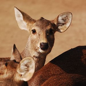 Hog deer - Lahore zoo 17/11/2019