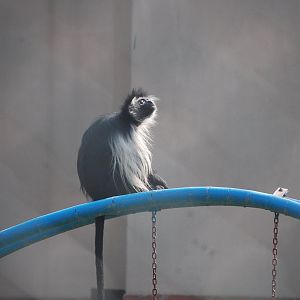 Angola colobus - Lahore zoo 17/11/2019