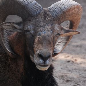 Mouflon - Lahore zoo 17/11/2019